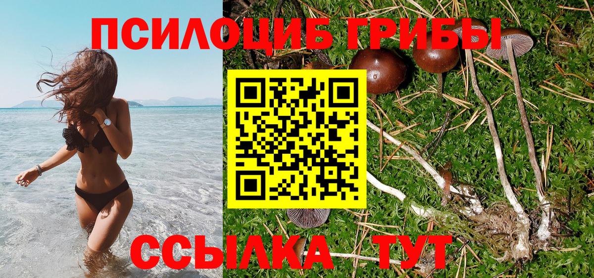 Псилоцибиновые грибы Psilocybine cubensis Нерюнгри